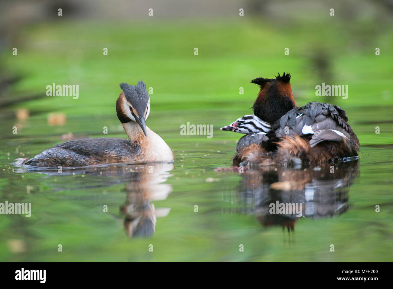 Svasso maggiore (Podiceps cristatus), genitore bird portando un singolo pulcino sulla sua schiena, Regents Park, Londra, Briitish Isles, REGNO UNITO Foto Stock