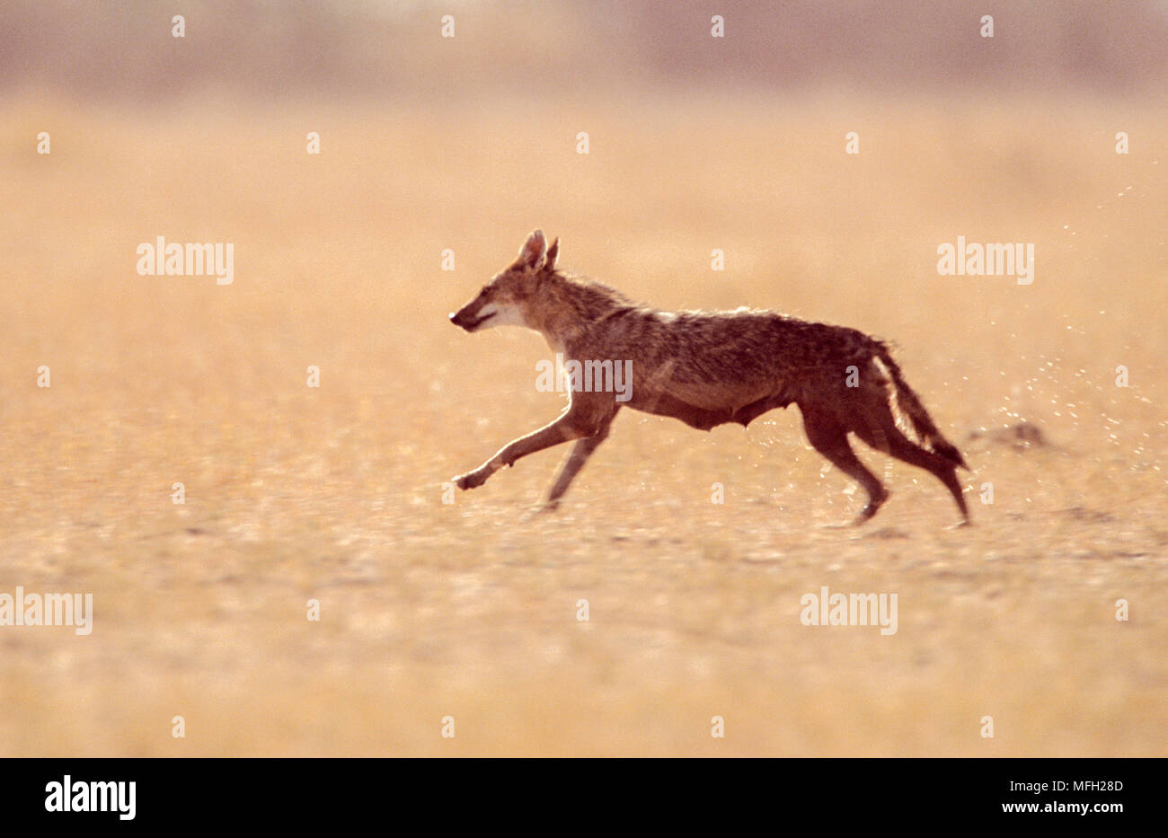 Femmina lupo indiano,Canis indica formalmente Canis lupus pallipes, correndo attraverso pianure erbose, Blackbuck National Park, Velavadar,Gujarat, India Foto Stock