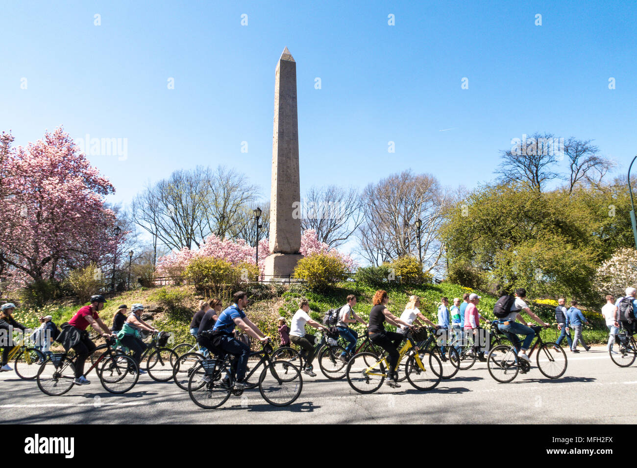 Cleopatra Needle obelisco è circondato da alberi di magnolia che fiorisce in primavera, al Central Park di New York, Stati Uniti d'America Foto Stock