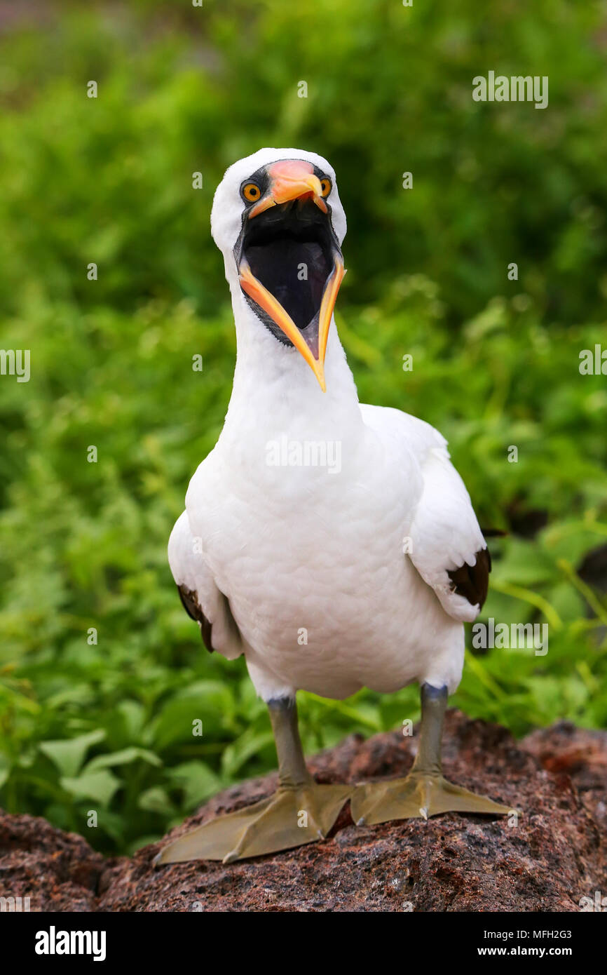 Nazca Booby (Sula granti) con bocca aperta, Genovesa Island, Galapagos National Park, Ecuador, Sud America Foto Stock