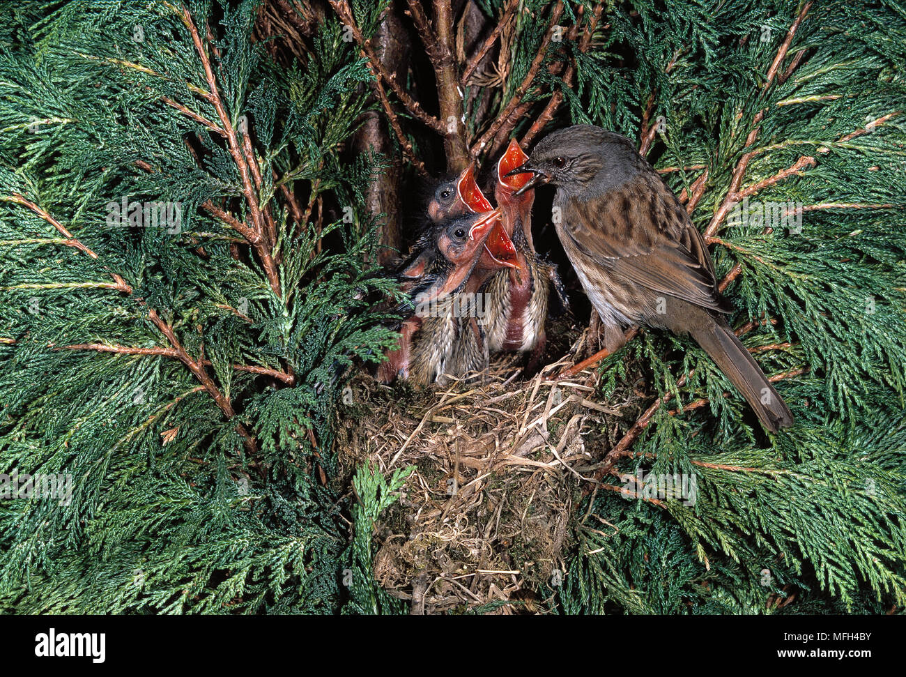 DUNNOCK o HEDGE SPARROW Prunella modularis alimentazione dei giovani nel nido Foto Stock