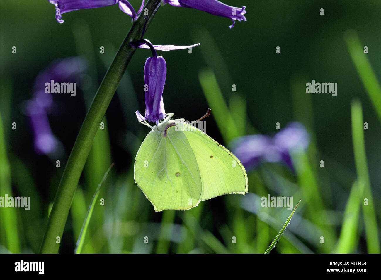 BRIMSTONE BUTTERFLY Gonepteryx rhamni su Bluebell, ali chiuso Foto Stock