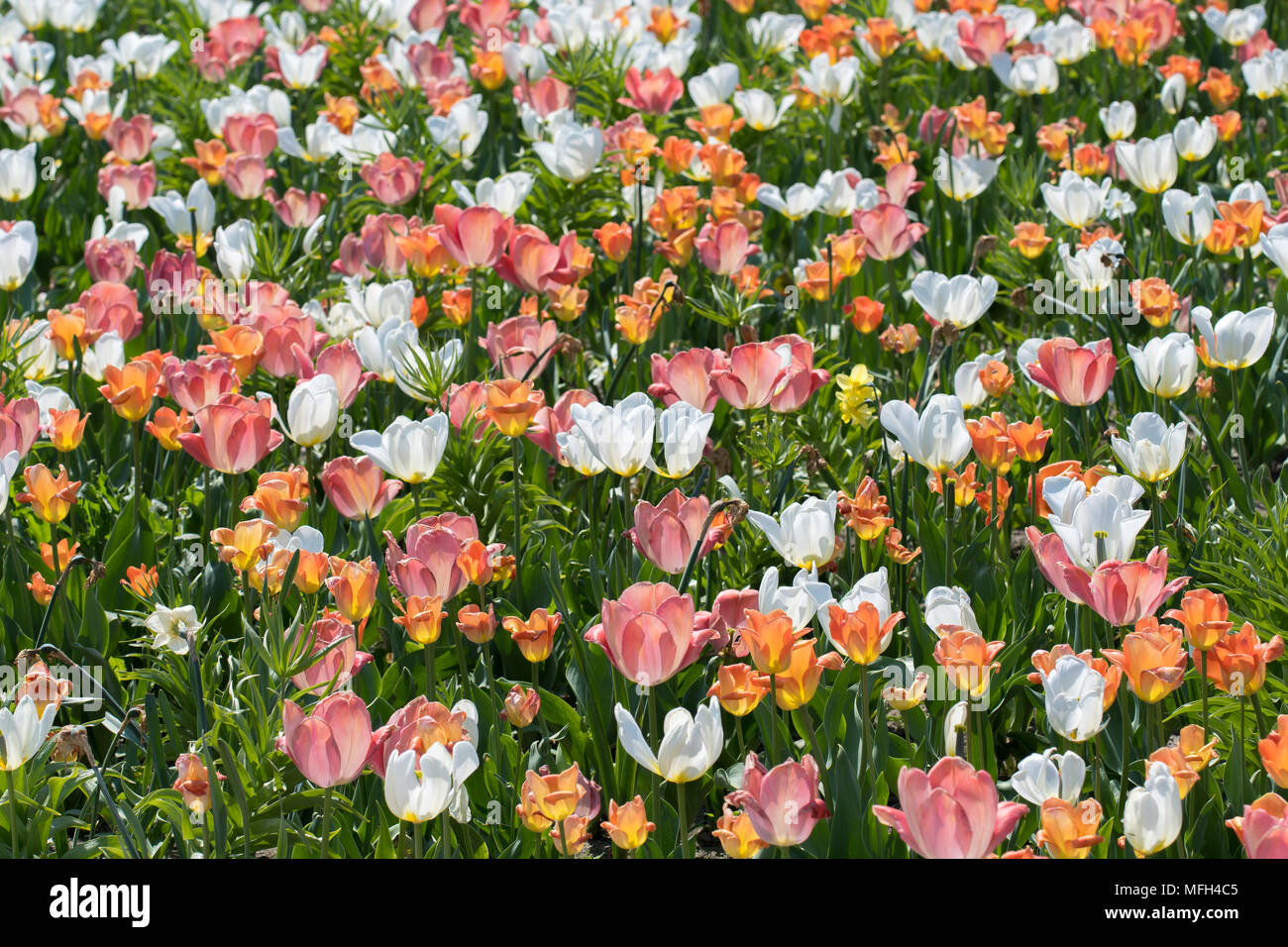 Tulipani colorati sul prato soleggiato Foto Stock