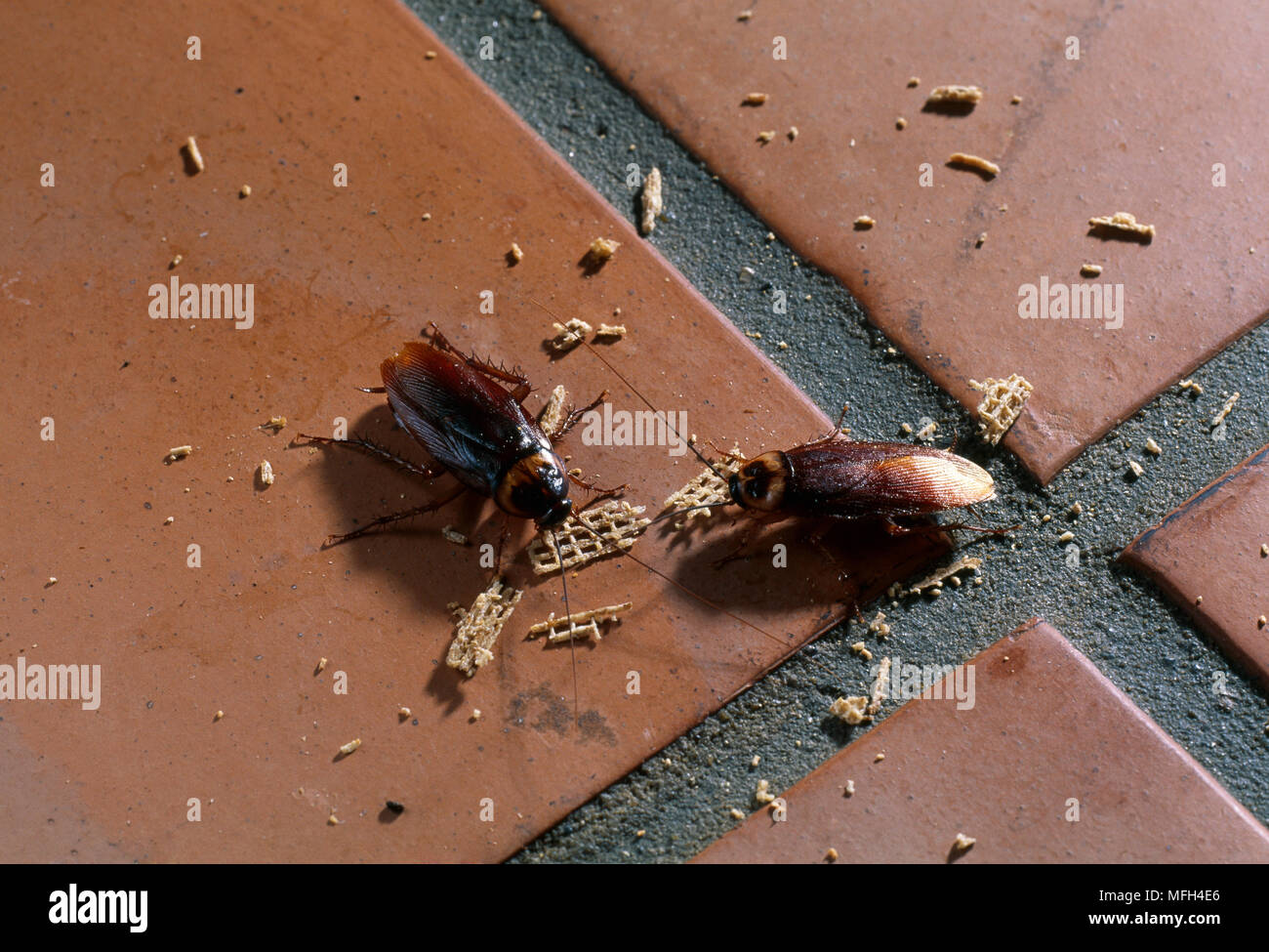 AMERICAN scarafaggio Periplaneta americana di mangiare le briciole sul pavimento piastrellato Foto Stock