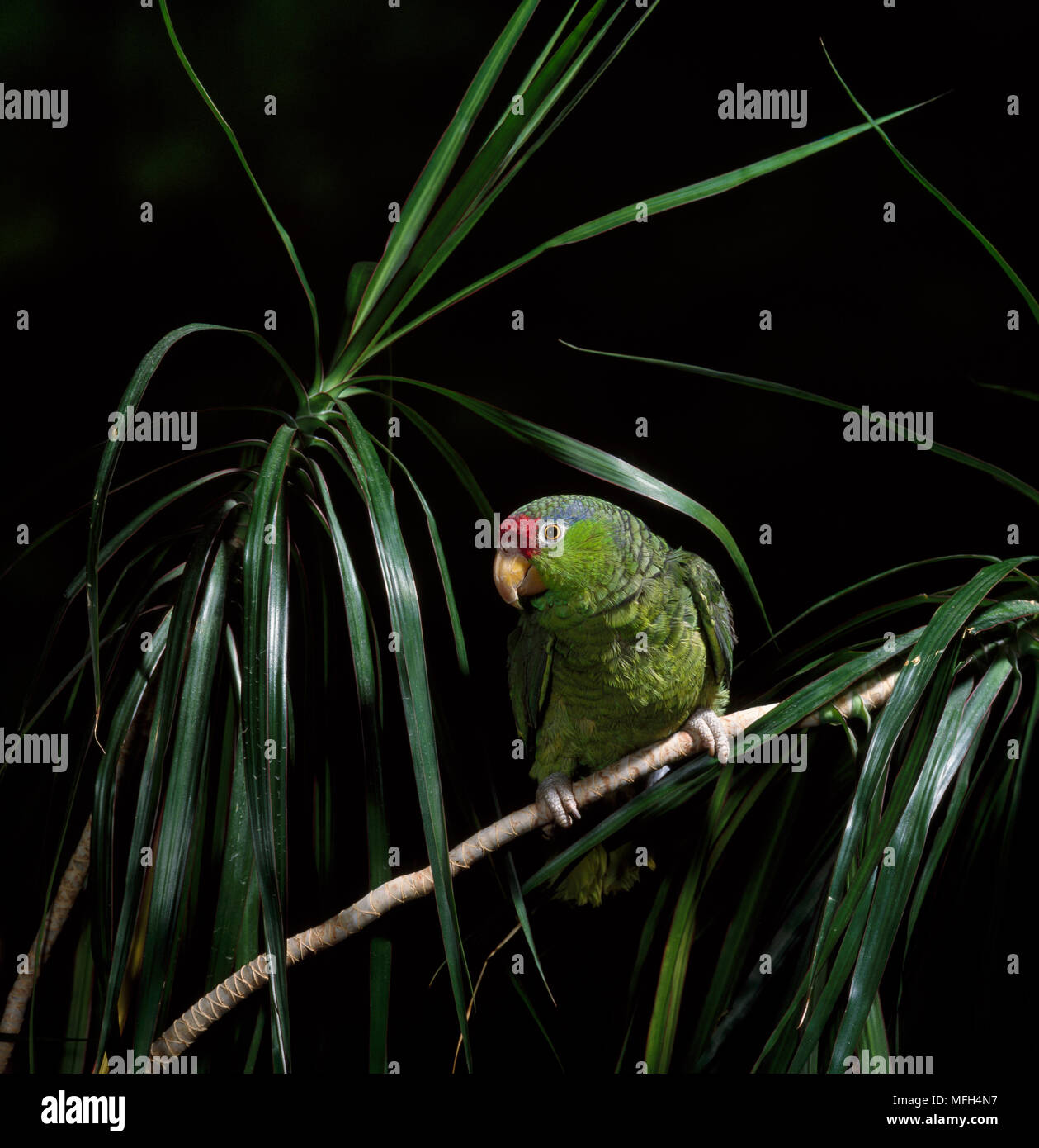 Verde-CHEEKED AMAZON PARROT (Amazona viridigenalis) originario del Sud America. Foto Stock