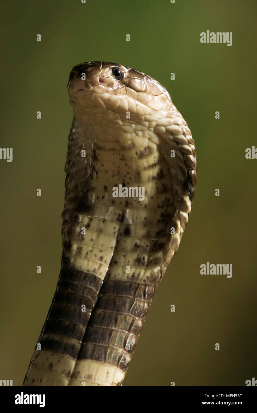 MONOCLED o SPECTACLED COBRA Naja naja kaouthia Foto Stock