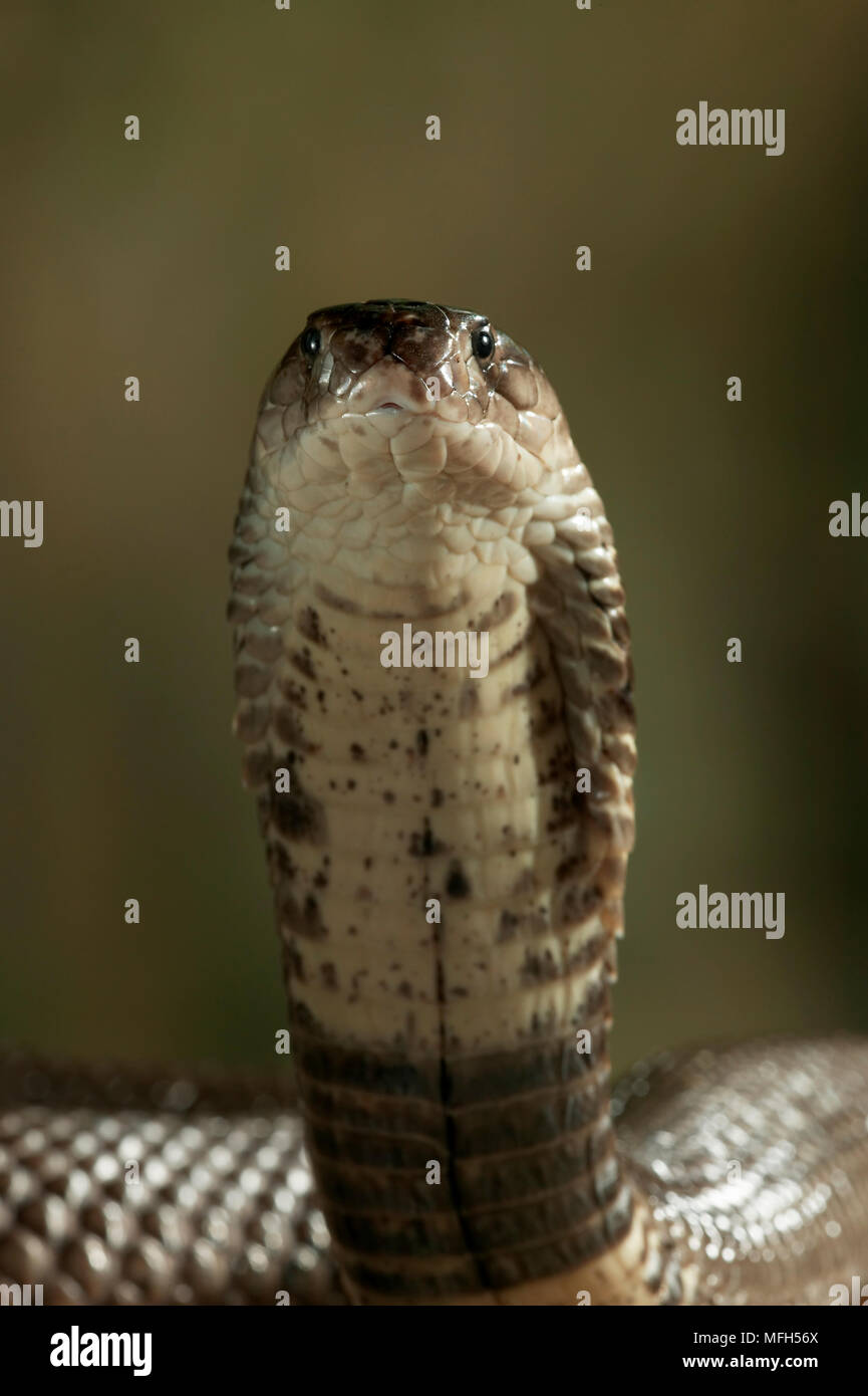 MONOCLED o SPECTACLED COBRA Naja naja kaouthia Foto Stock