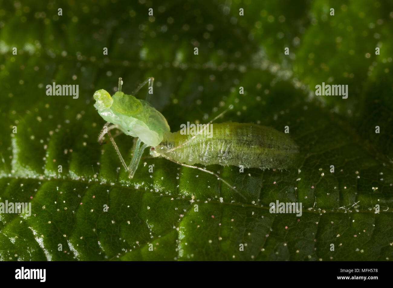 Afide verde o GREENFLY di essere mangiato da hoverfly larva Foto Stock