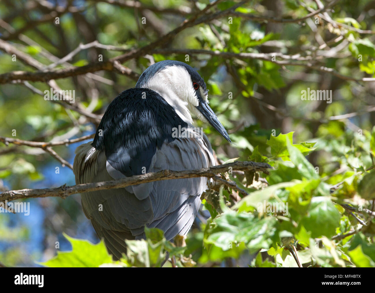 Nero notte incoronato heron su un ramo di albero preening piume. Gli uccelli hanno fino a 25.000 piume e regolari preening mantiene ognuna di quelle piume Foto Stock