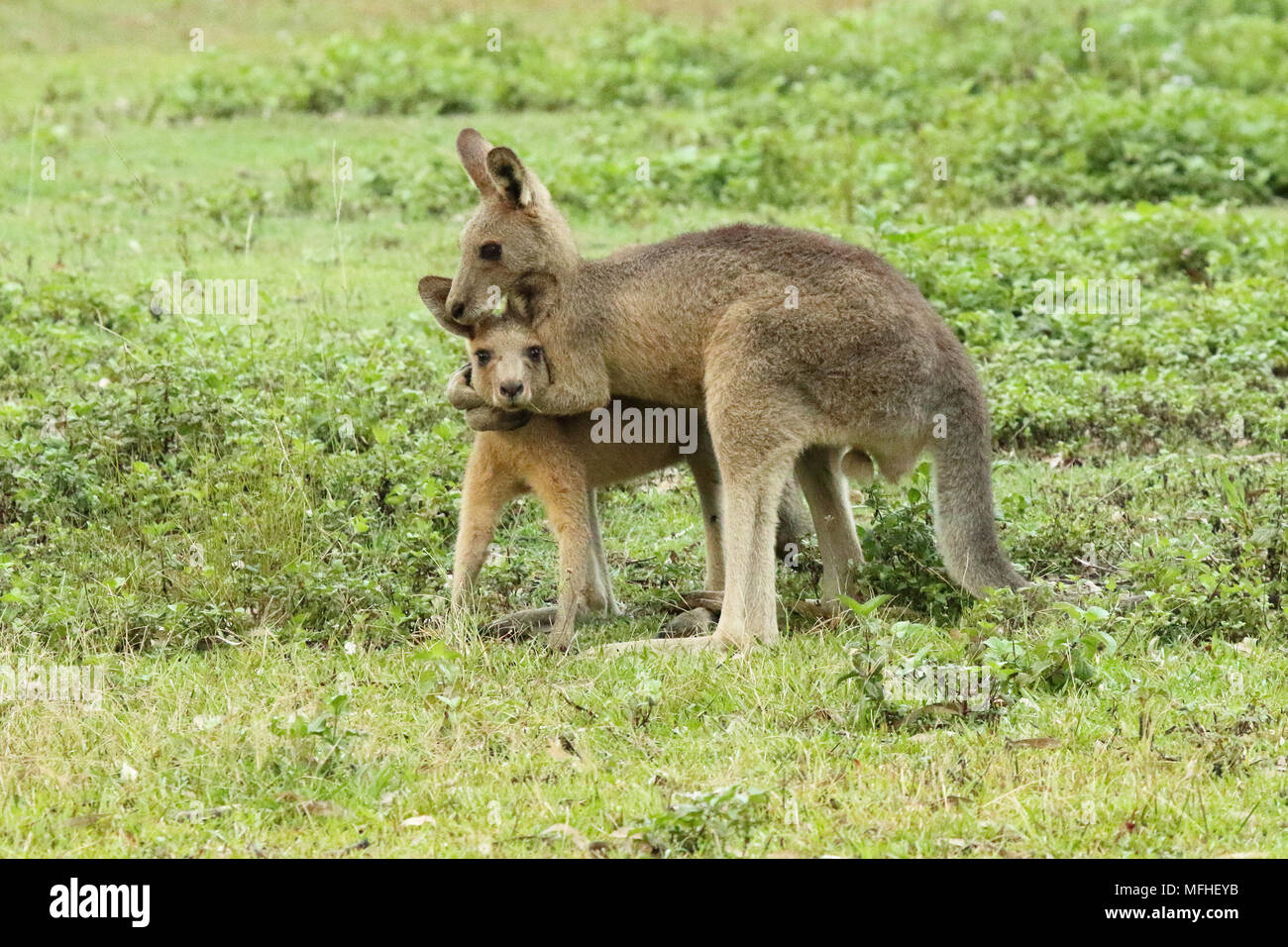 Un canguro holding è amico in una headlock. Foto Stock