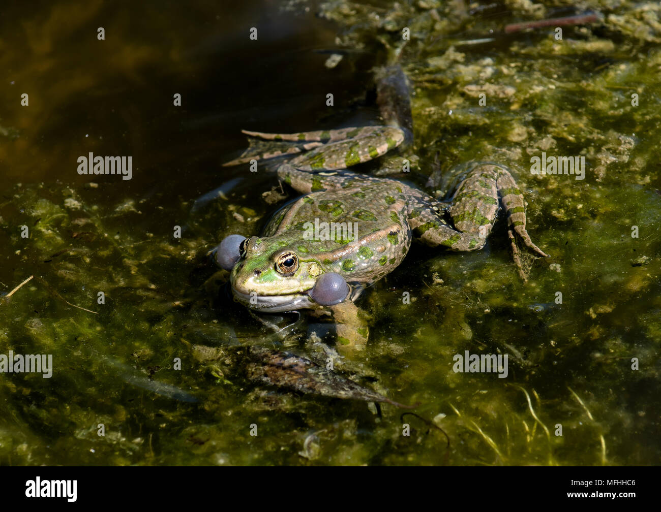 Frog croaks nell'acqua di uno stagno Foto Stock