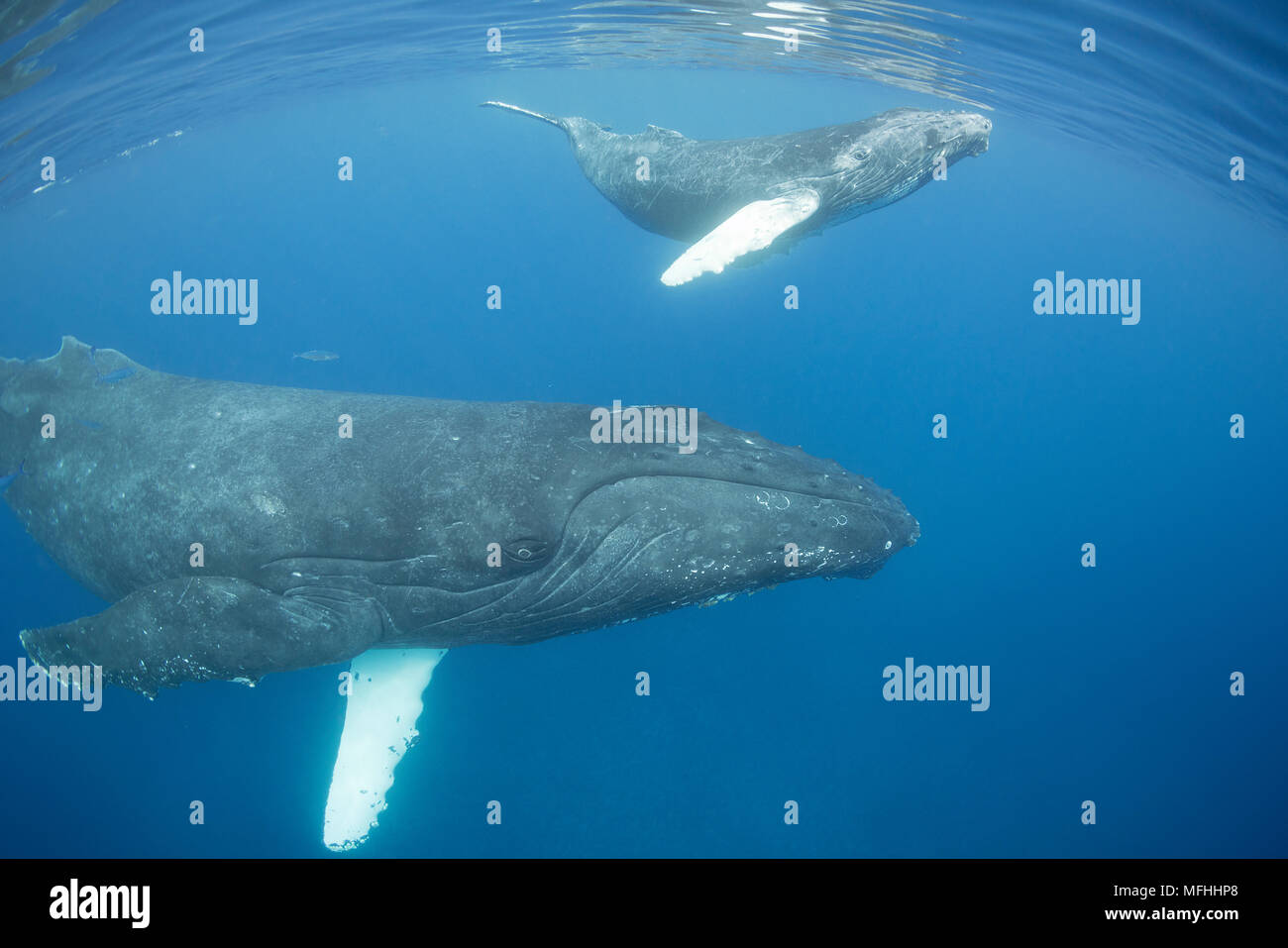 Humpback Whale, Megaptera novaeangliae, femmina con vitello, un'u un'u canale, off West Maui, Hawaii, Hawaii Humpback Whale National Marine Sanctuary, STATI UNITI D'AMERICA Foto Stock