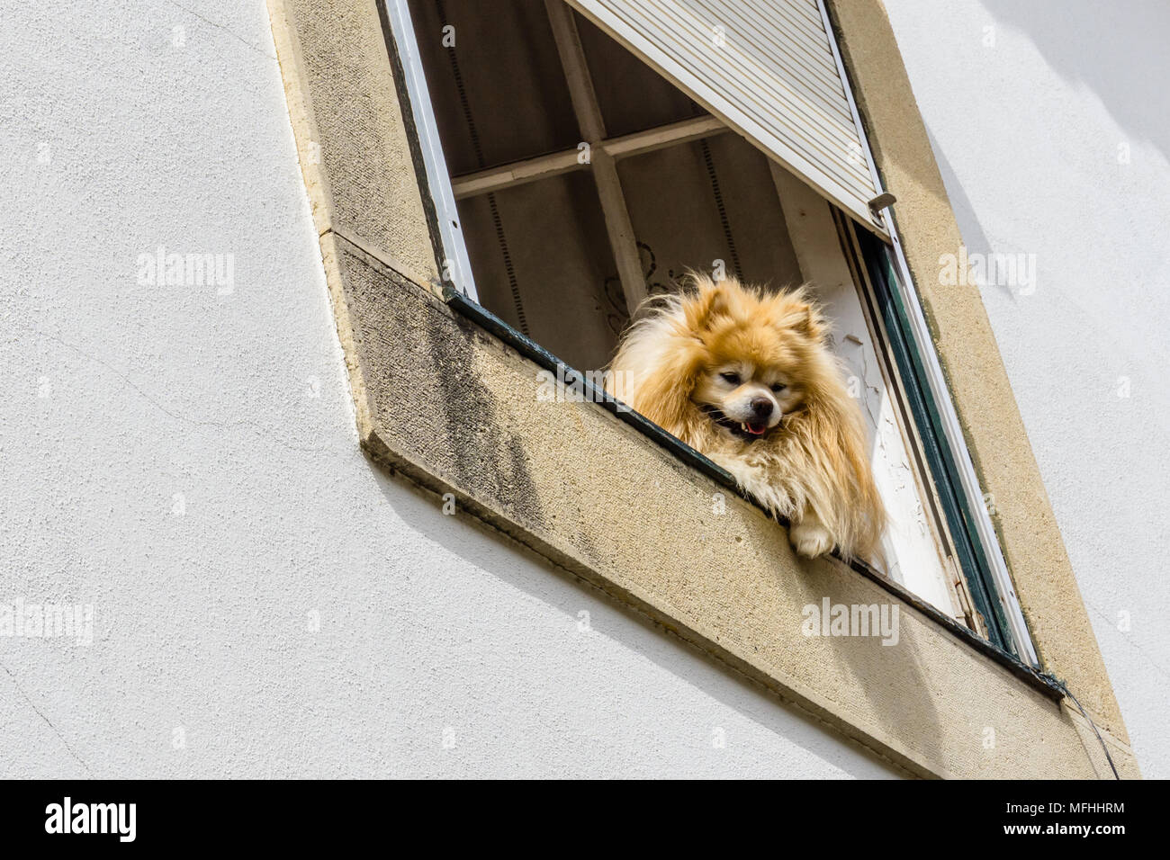 I cani non identificati guarda da casa propria finestra come turisti passano da qui di seguito. Foto Stock
