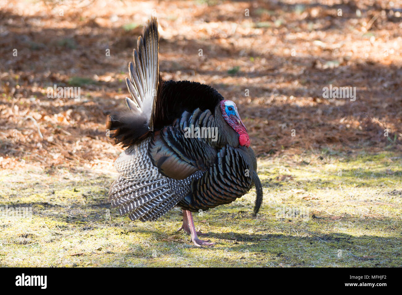 Un maschio (Tom) Turchia sul Cape Cod, Massachusetts, STATI UNITI D'AMERICA Foto Stock