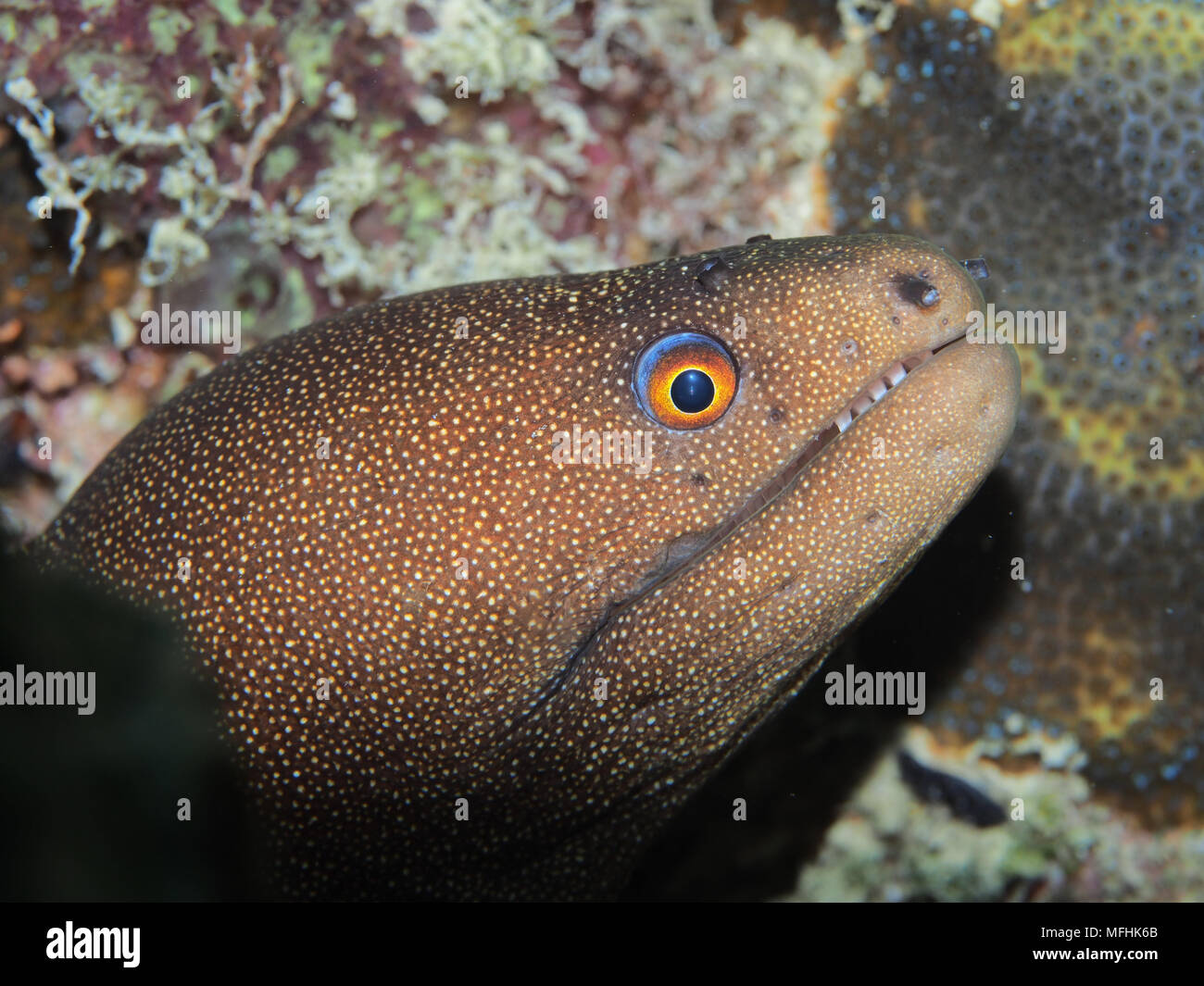 Golden tail moray eel (Gymnothorax miliaris). Fotocamere digitali Olympus con obiettivo macro da 60 mm. al largo della costa il Petit St Vincent in the Grenadines Foto Stock