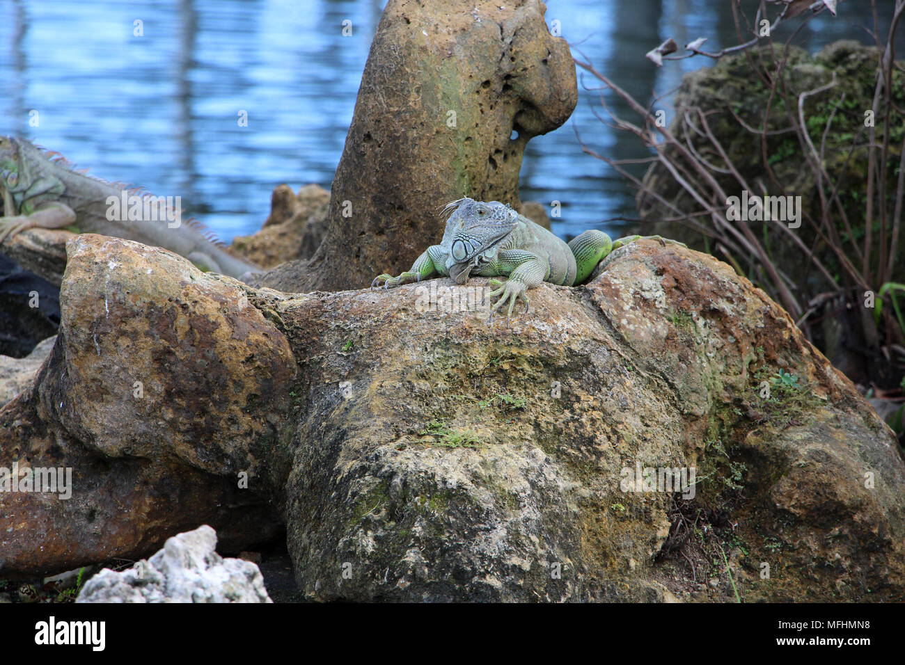 Verde (Iguana iguana iguana) prendere il sole sulle rocce - Outdoor World, Bass Pro Shops, Dania Beach, Florida, Stati Uniti d'America Foto Stock