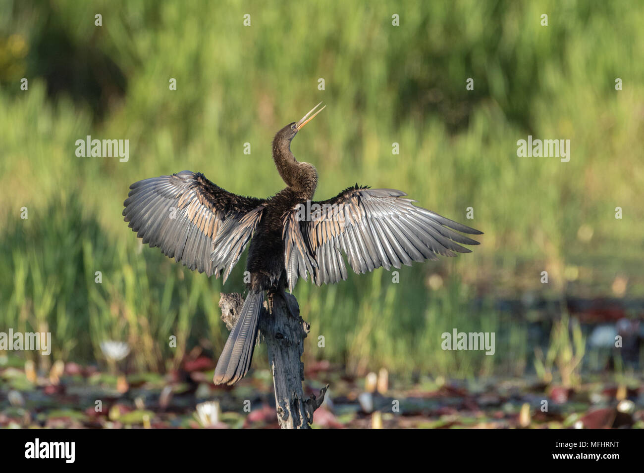 Un maschio anhinga con ali stese ad asciugare le sue piume e riscaldare il suo corpo. Foto Stock