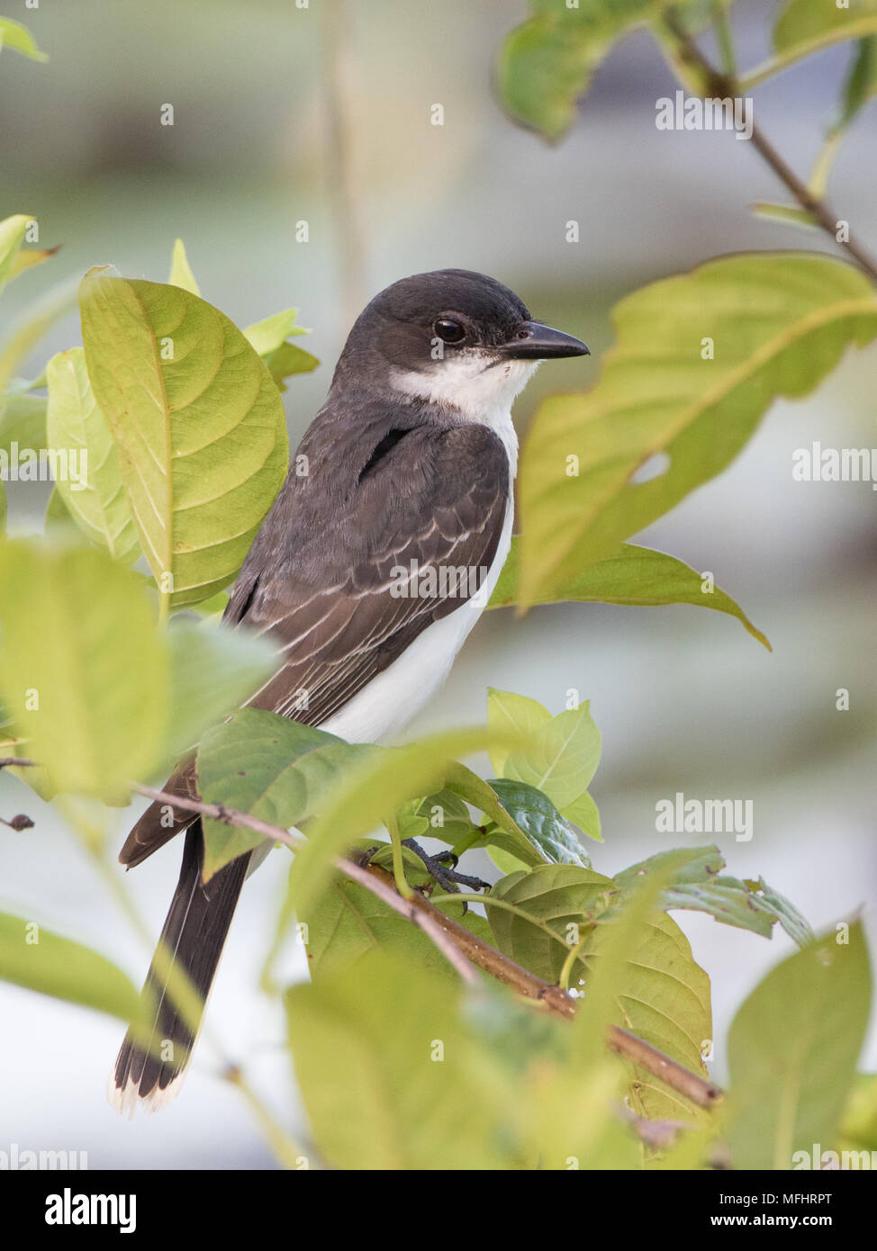 Un orientale kingbird caccia da un buttonbush sul bordo di un beaver pond. Foto Stock