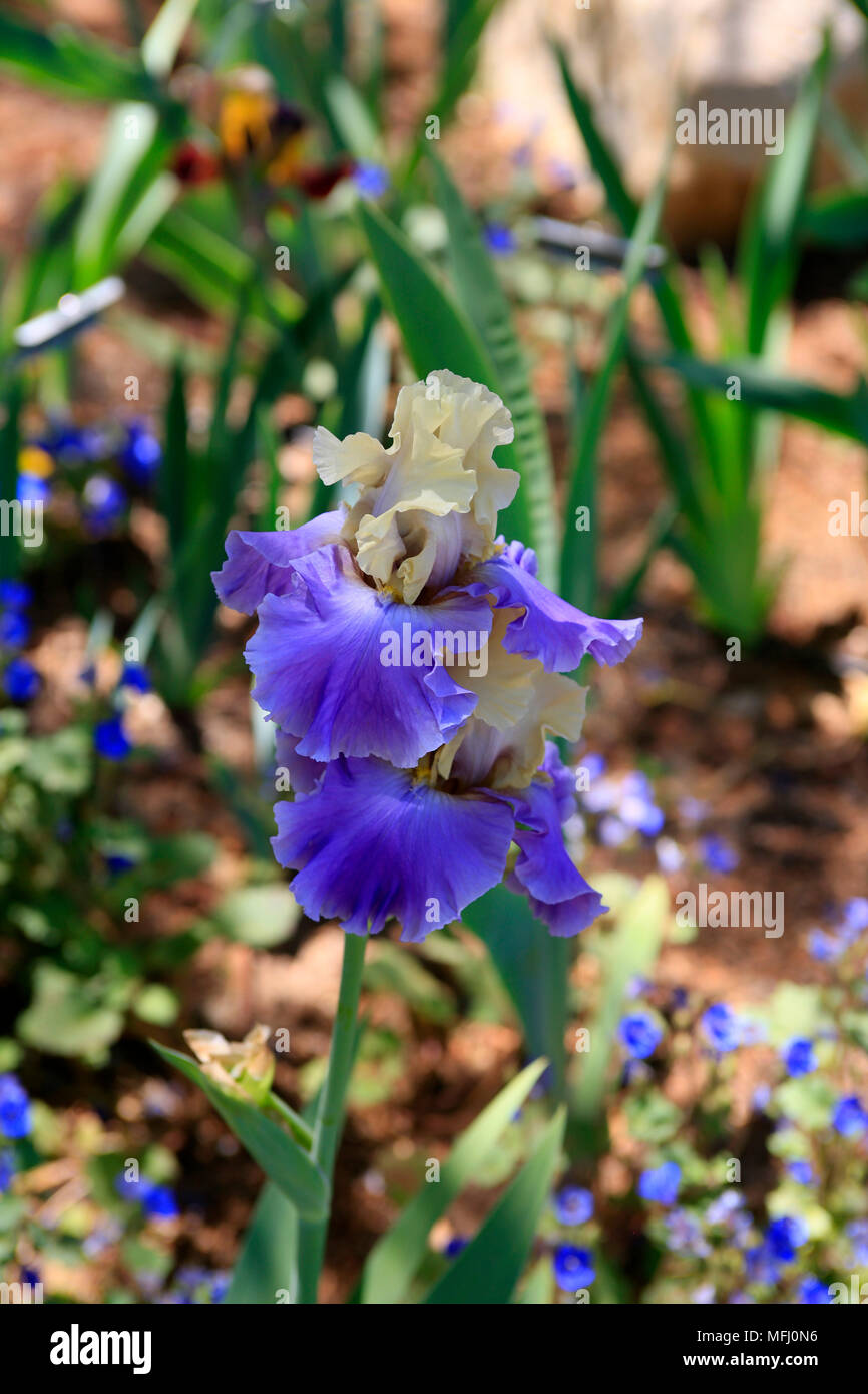 Iris 'Subtle Beuaty'. Una pianta trovata in moderato emisfero settentrionale delle zone, dall'Europa in Asia e in America del Nord Foto Stock