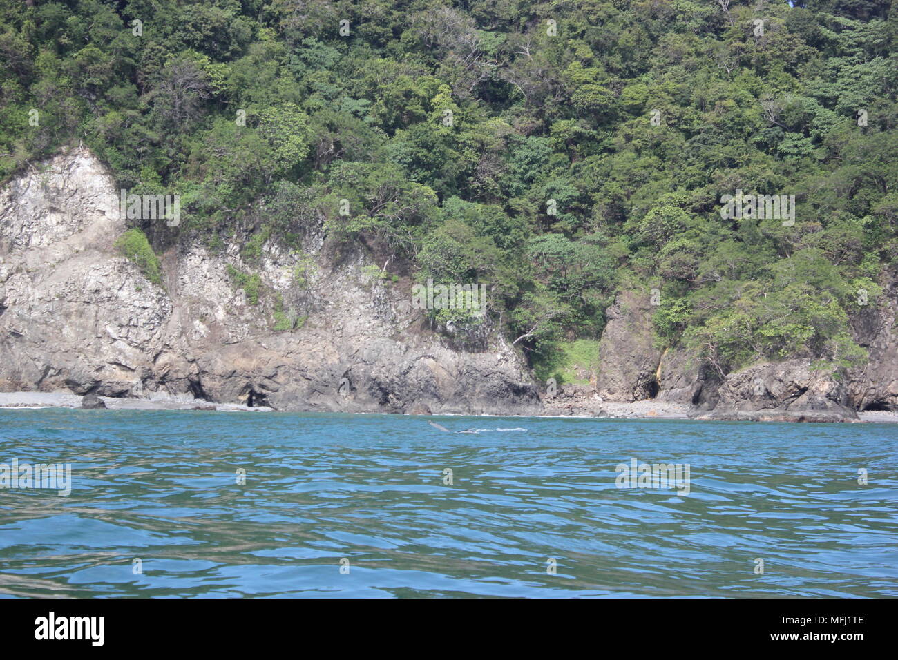 Balene, Tortuga, Costa Rica Foto Stock