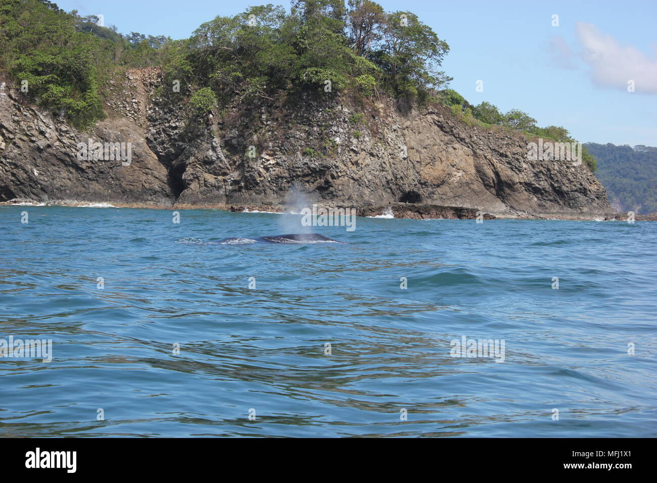 Balene, Tortuga, Costa Rica Foto Stock