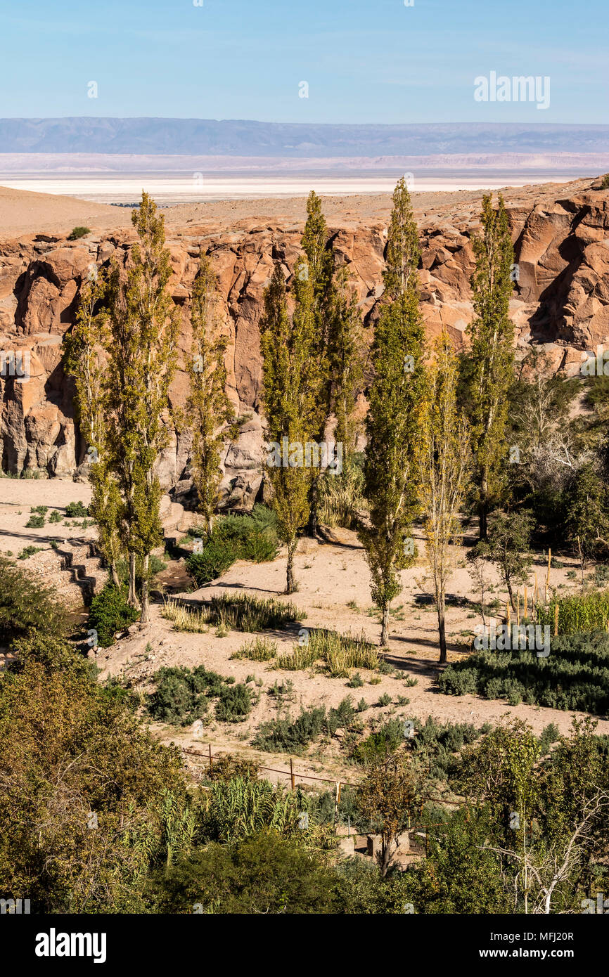 Oasi nel canyon del deserto di atacama Foto Stock