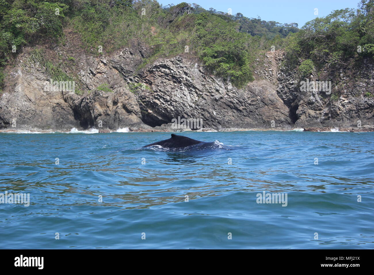 Balene, Tortuga, Costa Rica Foto Stock