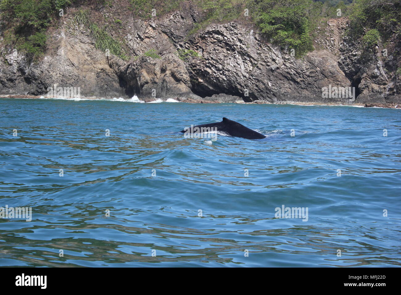 Balene, Tortuga, Costa Rica Foto Stock