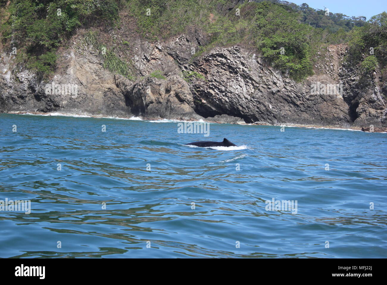 Balene, Tortuga, Costa Rica Foto Stock