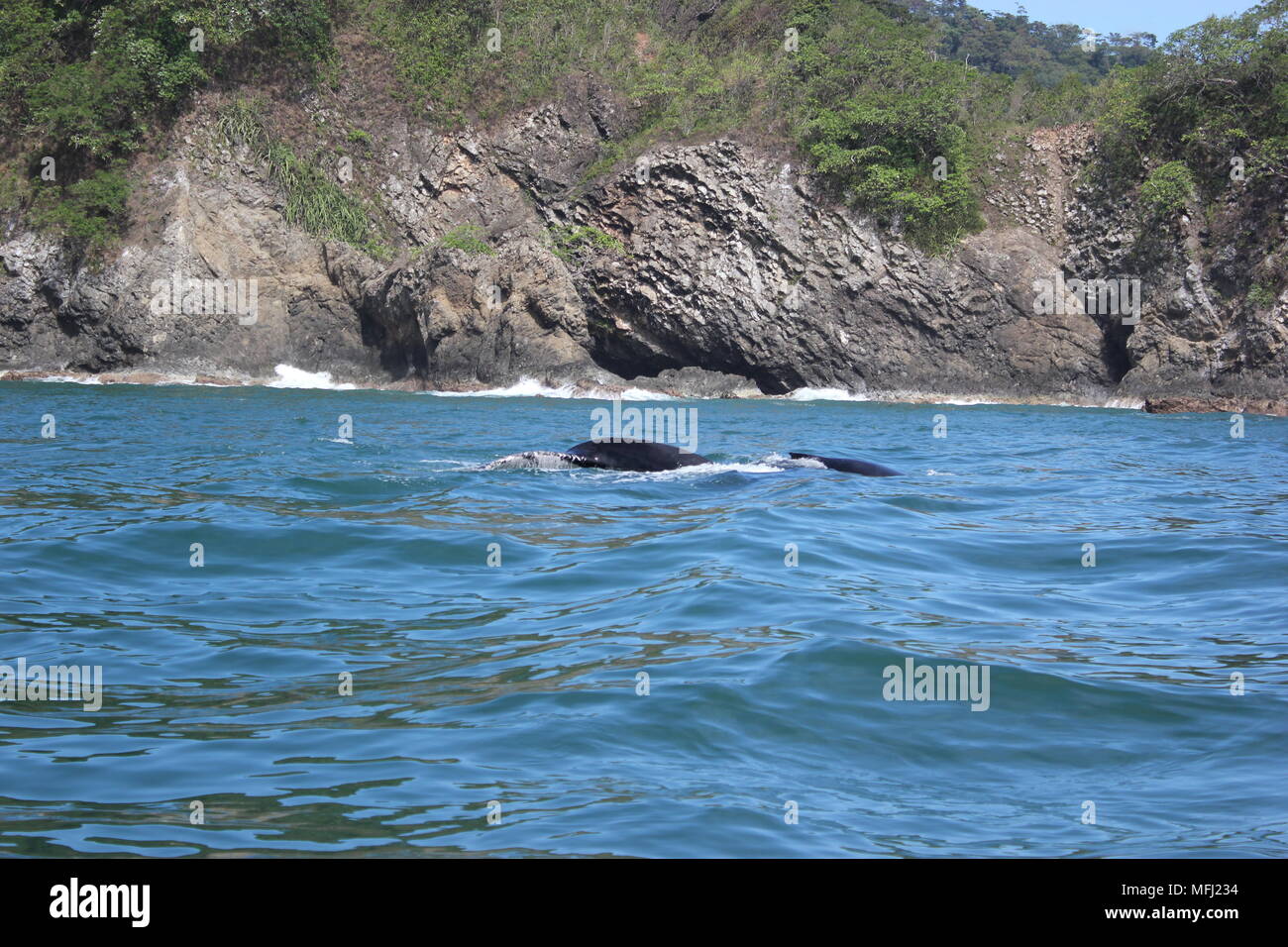 Balene, Tortuga, Costa Rica Foto Stock