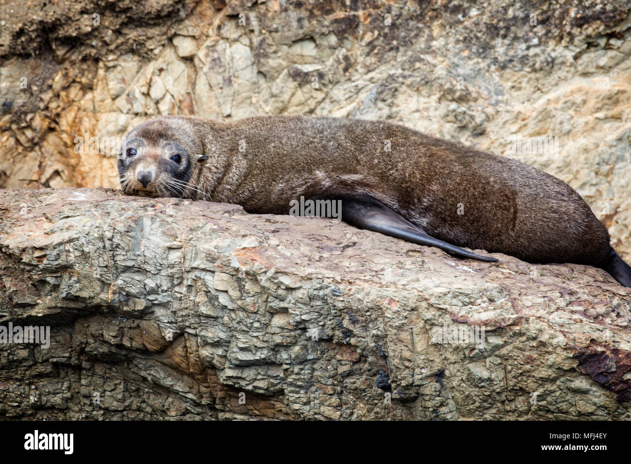Una pelliccia sigillo appoggia lungo il litorale robusto di Marlborough Suono, South Island, in Nuova Zelanda. Foto Stock