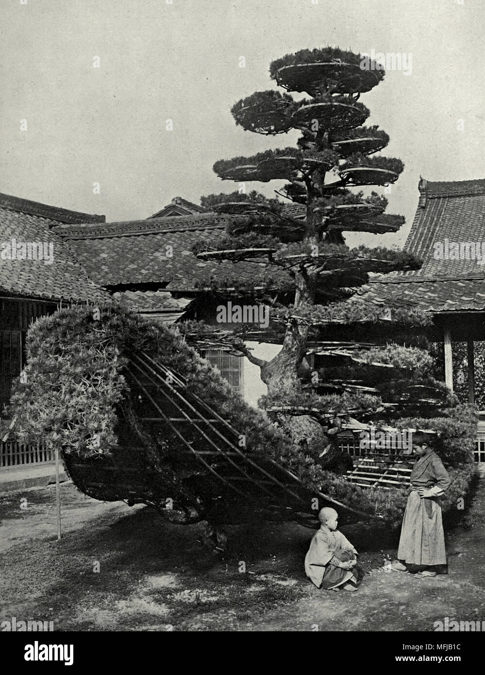 Il Pino Junk a Kinkakuji, Giappone, circa 1910 Foto Stock
