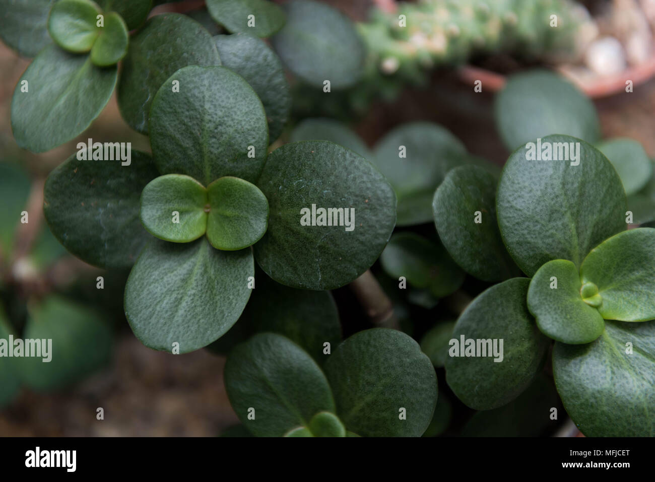 In botanica, le piante succulente, noto anche come piante succulente, sono le piante che hanno alcune parti che sono di più rispetto a quanto normalmente ispessita e carnosa. Foto Stock