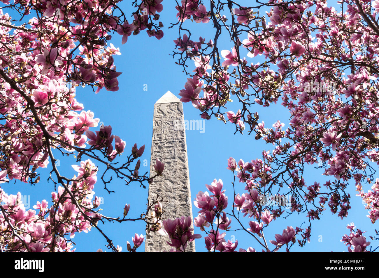 Cleopatra Needle obelisco è circondato da alberi di magnolia che fiorisce in primavera, al Central Park di New York, Stati Uniti d'America Foto Stock