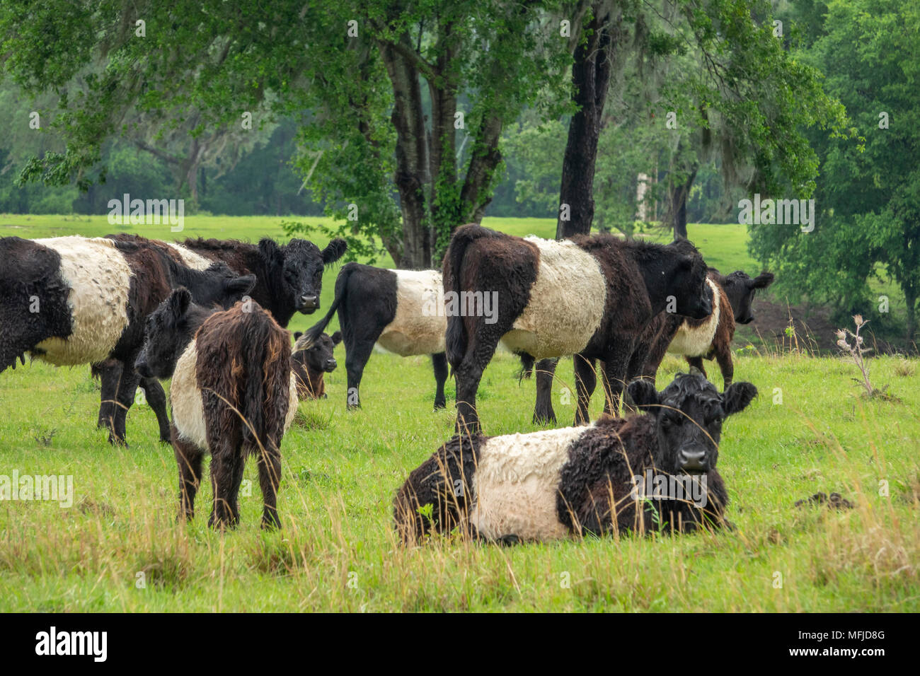 Belted Galloway mandria in lussureggianti e verdi pascoli. "Belties sono una razza celtica di shaggy rivestito di bestiame. Il nastro bianco è dominante caratteristica genetica Foto Stock