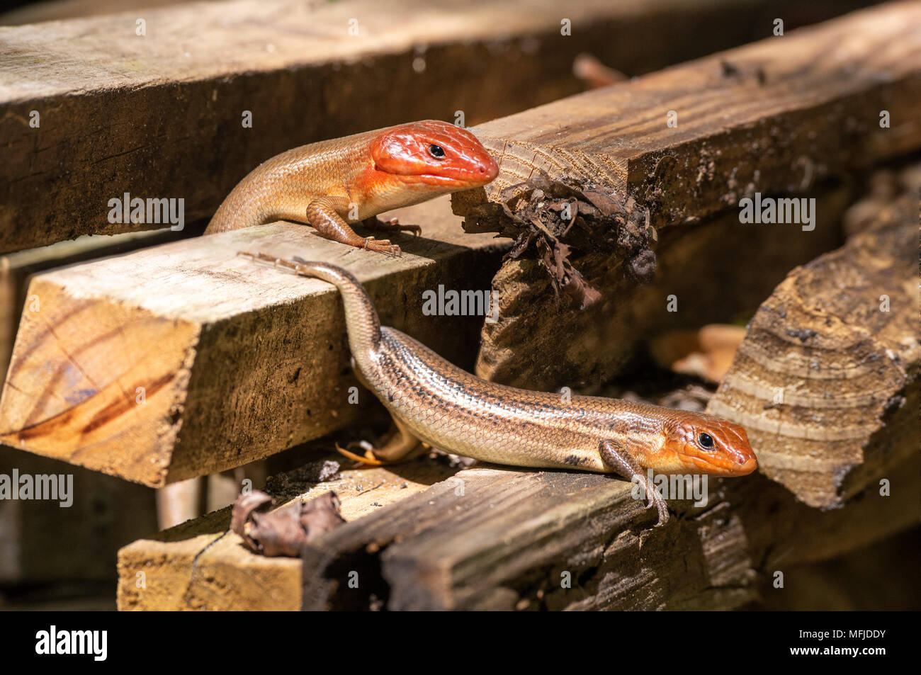 Broadhead Skink maschio e femmina nella pila di legno Foto Stock