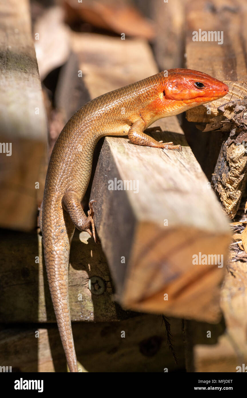 Broadhead Skink maschio nella pila di legno Foto Stock