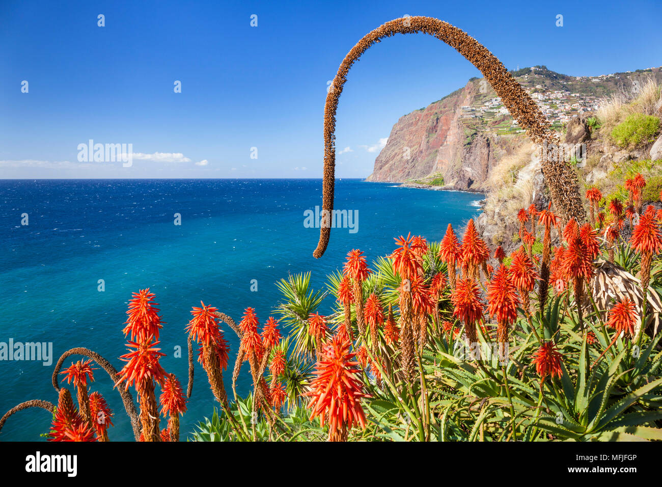 La scogliera sul mare promontorio Cabo Girao con red Kranz aloe (Aloe arborescens) e Agave attenuata, Madeira, Portogallo, Atlantico, Europa Foto Stock