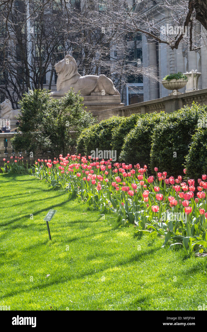 Primavera di fronte alla Biblioteca Pubblica di New York sulla Fifth Avenue, New York, Stati Uniti d'America Foto Stock