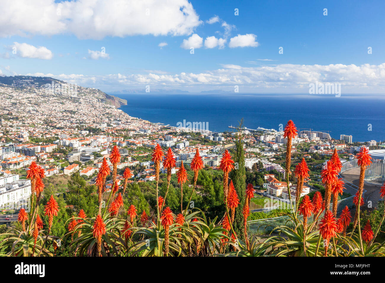Vista su Funchal, la capitale di Madeira, la città e il porto con red Kranz fiori di aloe (Aloe arborescens), Madeira, Portogallo, Atlantico, Europa Foto Stock