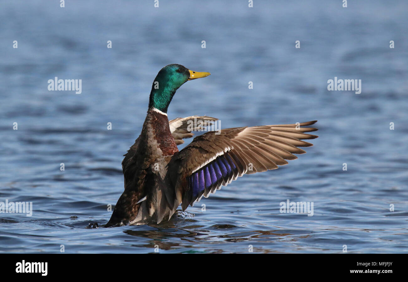 Un drake Mallard duck sbattimenti le sue ali su di un lago blu Foto Stock