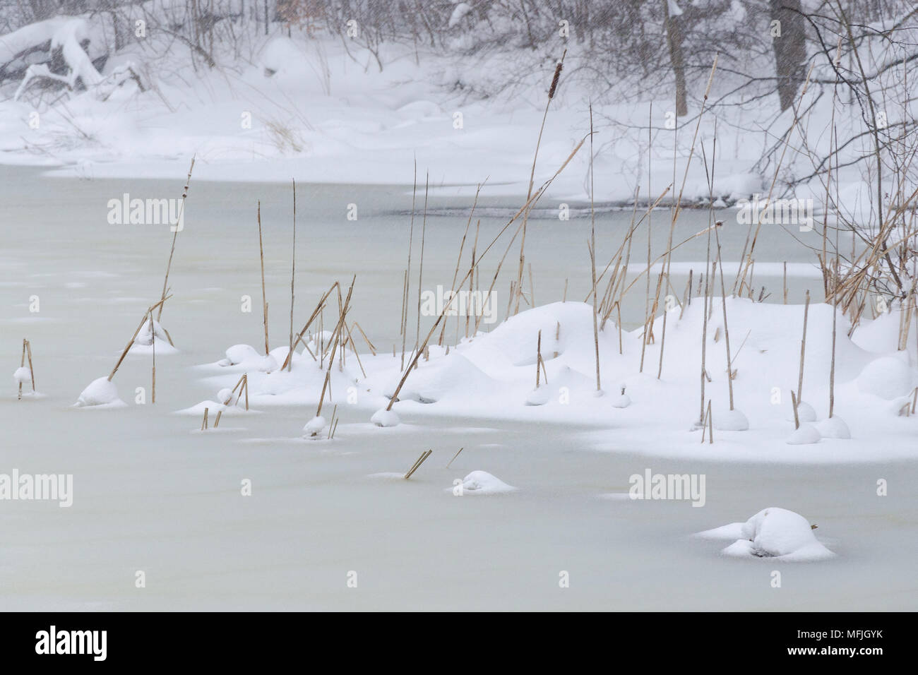 Nevicava su un lago ghiacciato coperto di neve fresca, essiccato giunco canneti nella parte anteriore Foto Stock