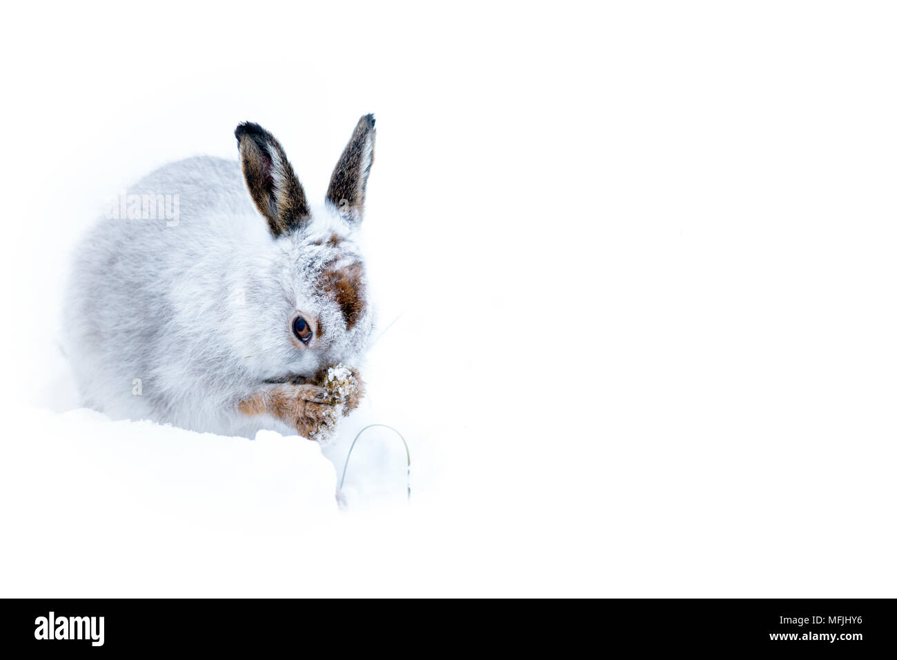 Mountain lepre (Lepus timidus) nelle Highlands scozzesi, Scotland, Regno Unito, Europa Foto Stock