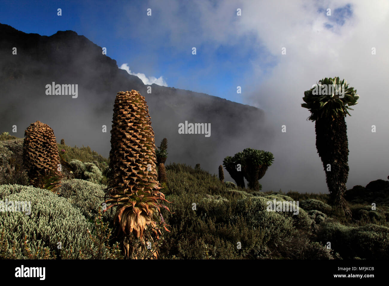 Groundsels gigante che cresce a 4.000 metri sulle pendici del Monte Kilimanjaro, Tanzania, Africa orientale, Africa Foto Stock