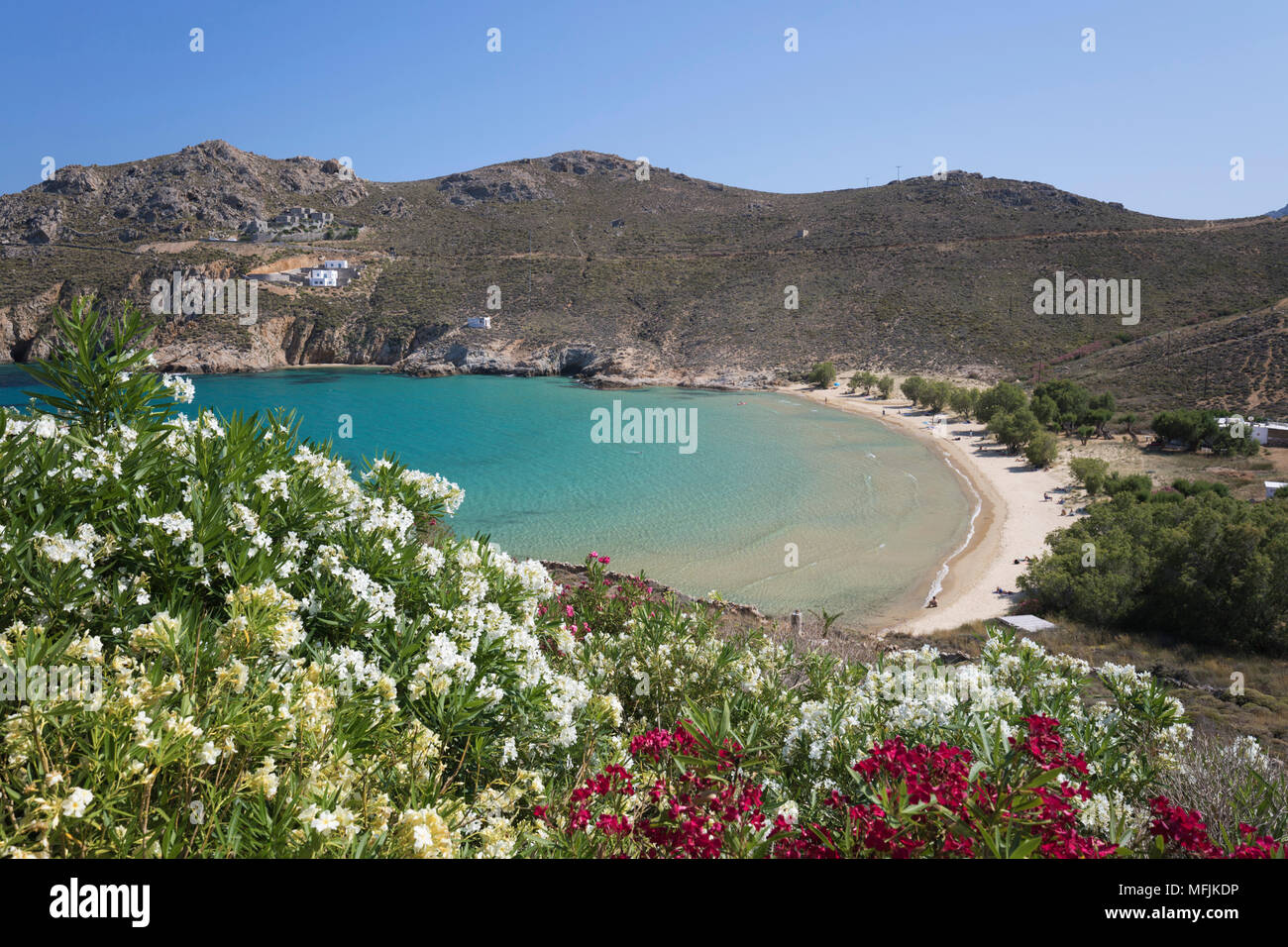 Vista su Psili Ammos Beach con oleandri sull isola della costa orientale, Serifos, Cicladi, il Mare Egeo e le isole greche, Grecia, Europa Foto Stock