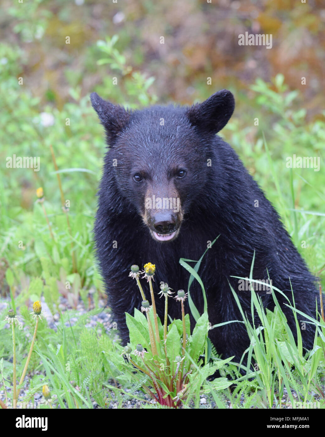 Un adorabile Black Bear Cub gode di una colazione di tarassaco in una piovosa mattinata fredda nelle Montagne Rocciose Canadesi vicino a Banff, Alberta Foto Stock