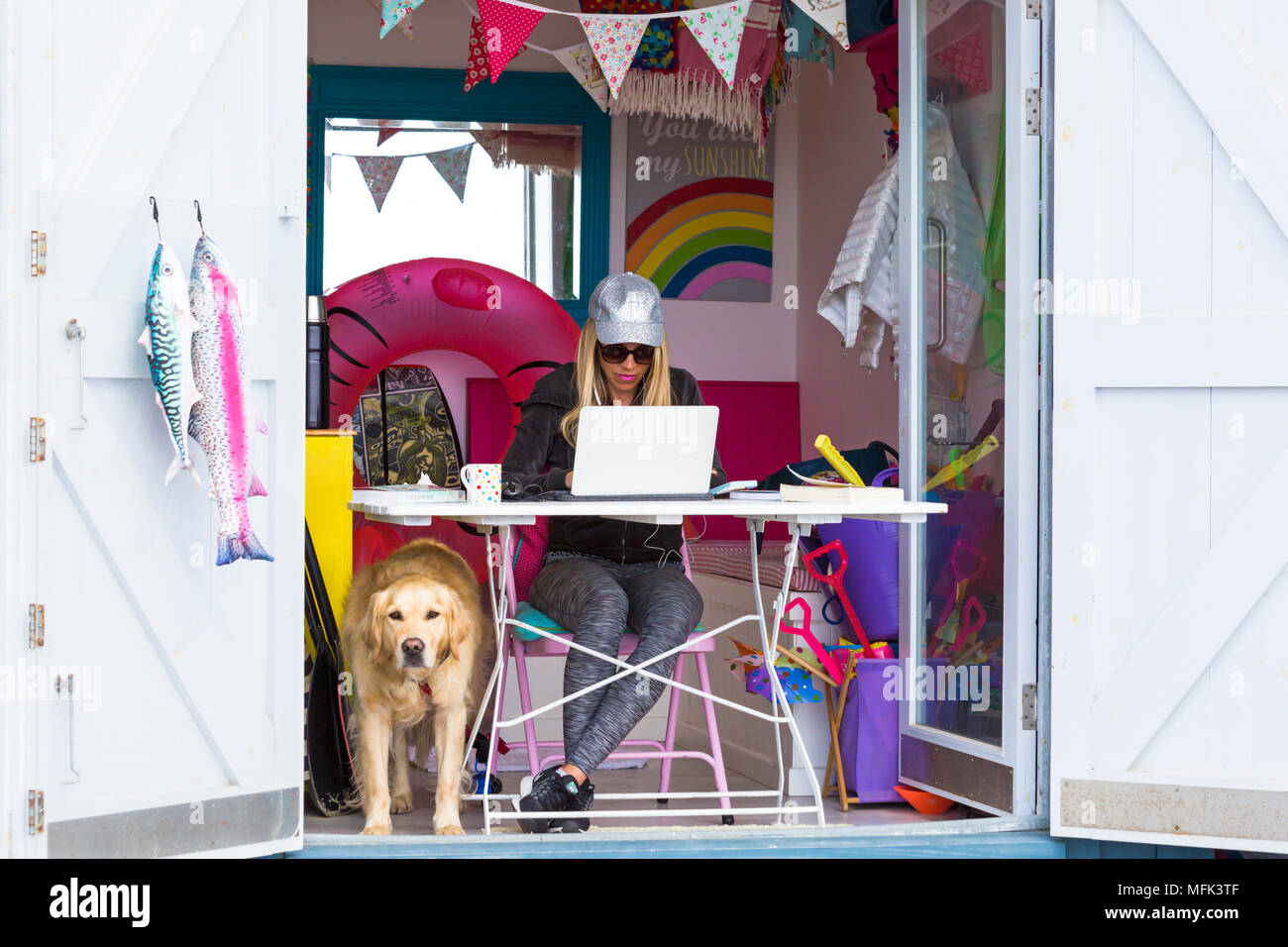 Bournemouth Dorset, Regno Unito. Il 26 aprile 2018. Regno Unito: meteo soleggiato e ventilato a Bournemouth. Donna al lavoro su laptop all'interno colorato beach hut ad Alum Chine con il Golden Retriever cane per la società. Credito: Carolyn Jenkins/Alamy Live News Foto Stock