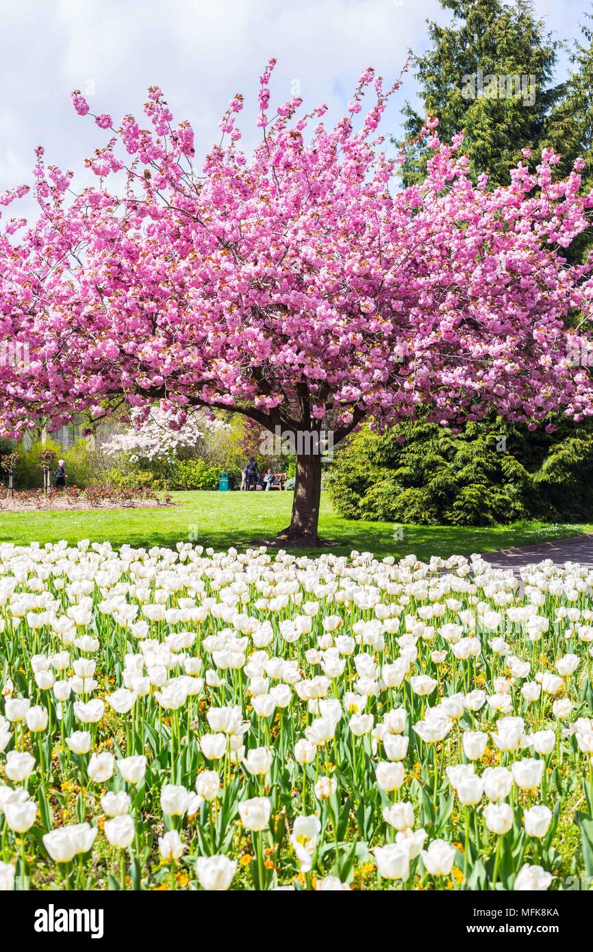 Cardiff, Regno Unito. 26 apr, 2018. Meteo Regno Unito: Cardiff gode di un clima soleggiato ma blustery giorno, oggi 26 aprile 2018. Qui mostrato giardini Alexandra in Cardiff City Centre. Credito: Chris Stevenson/Alamy Live News Foto Stock