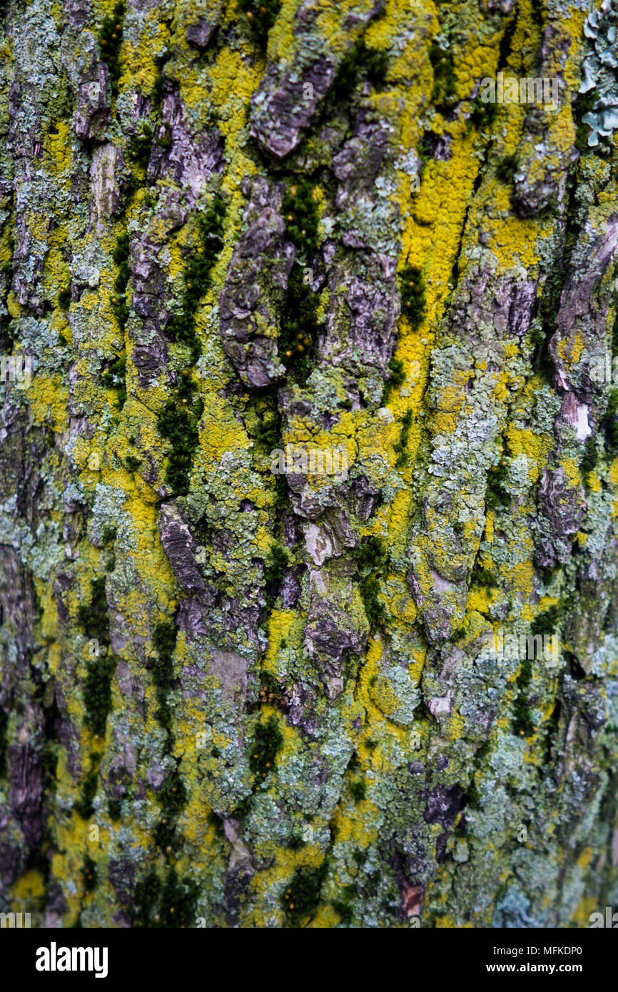 Moss su una corteccia di albero crea un interessante pattern colorati Foto Stock