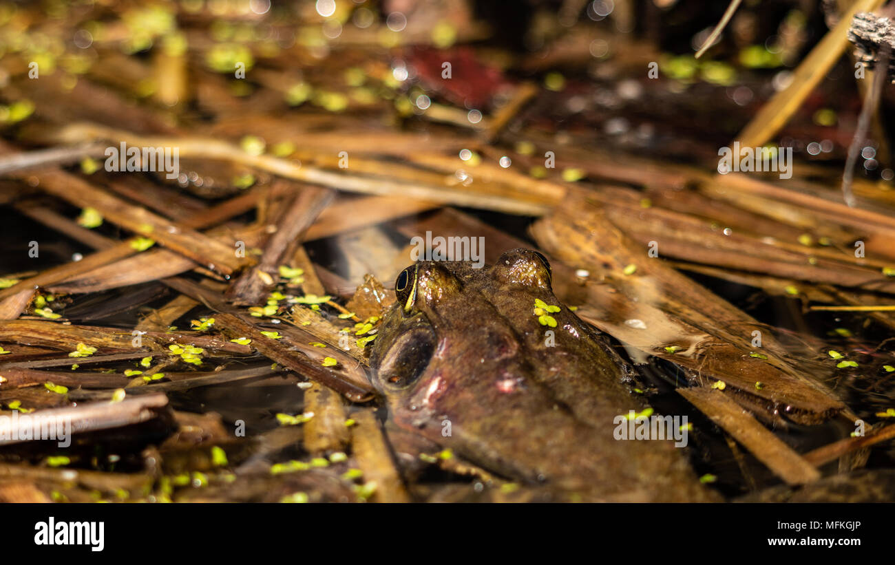 American Bull Rana Lithobates catesbeianus, visualizzazione Perfetto mimetismo coperto di erbaccia anatra in floating cattails anche una paura torna Colorado USA Foto Stock